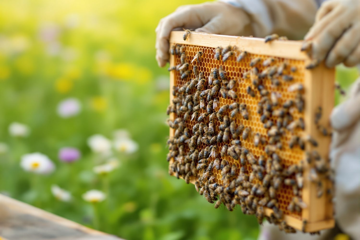 A beekeeper in gloves holding up a honeycomb frame covered in honeybees, with a wildflower meadow blurred behind