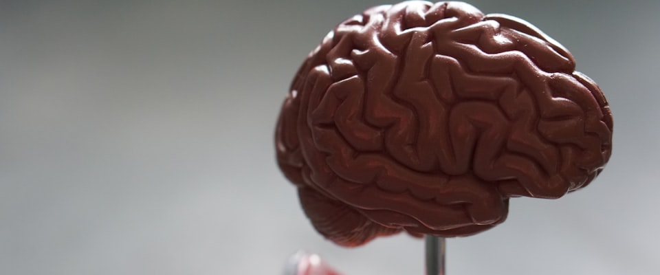 Microplastics Found in Dementia Brains: What the 2026 Study Means